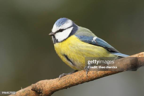 blue tit, pimpelmees - englischer garten stock pictures, royalty-free photos & images