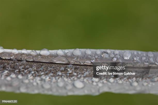 bird feather with water droplets on - wet bird stock-fotos und bilder