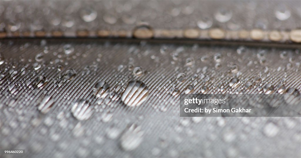 Bird Feather with Water Droplets on