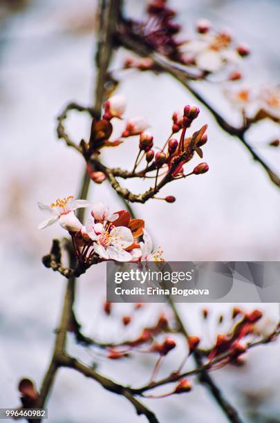 first blossoms - eroina stock pictures, royalty-free photos & images