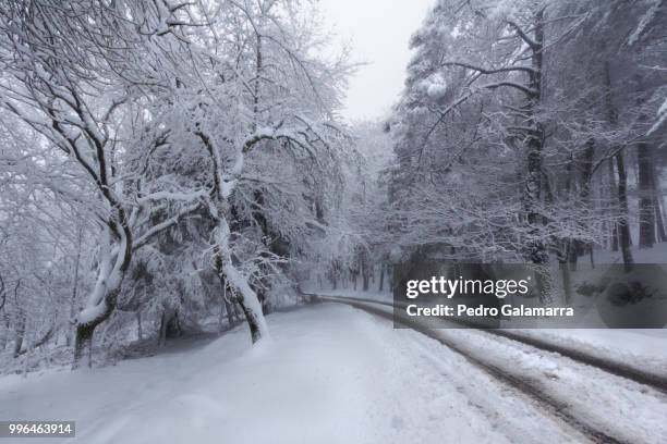 feelings of snow v - path to white - snow white - fotografias e filmes do acervo