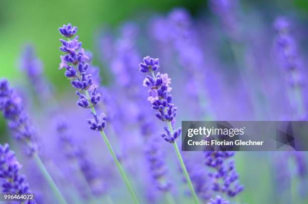 lavendel - lavendel - fotografias e filmes do acervo