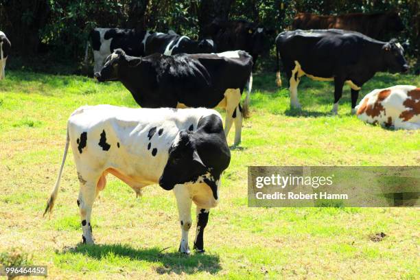 cattle - robert rinder stock-fotos und bilder