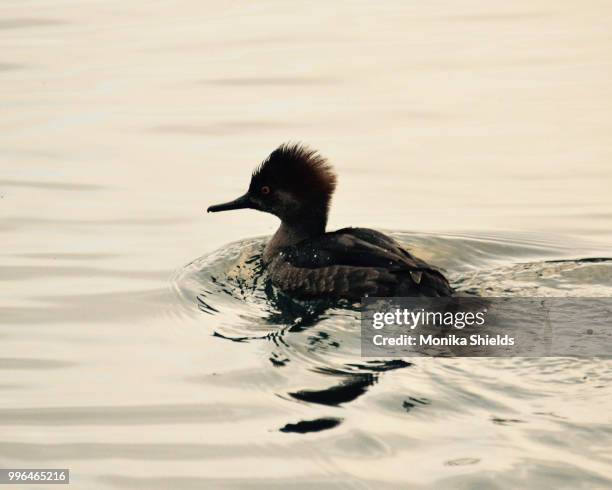 female hooded merganser - common merganser stockfoto's en -beelden