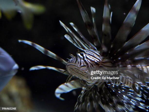 Mac Fish 768 Mac Fish Stock Photos, High-Res Pictures, and Images - Getty Images