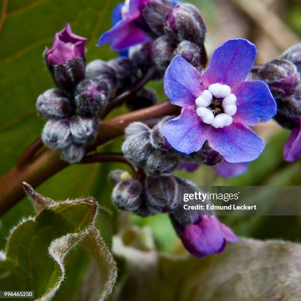 grand hound's tongue along the catherine creek trail, columbia gorge, washington - leckert stockfoto's en -beelden