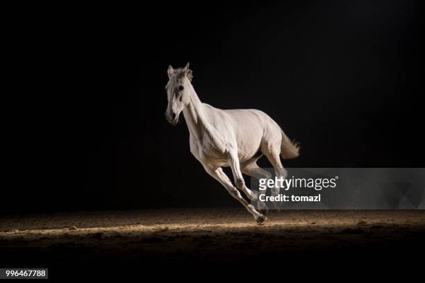 white horse running - uncultivated stock pictures, royalty-free photos & images