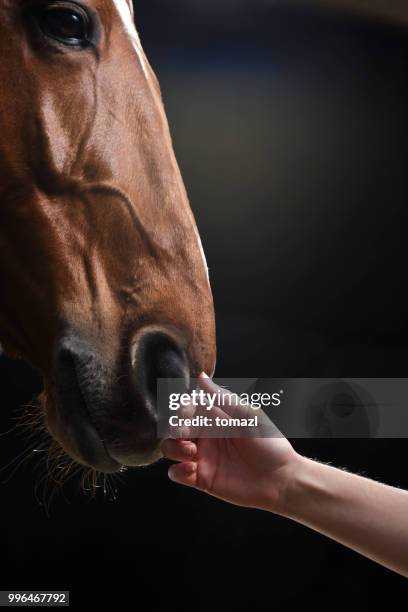 hand streichelte pferd - 1 woman 1 horse stock-fotos und bilder