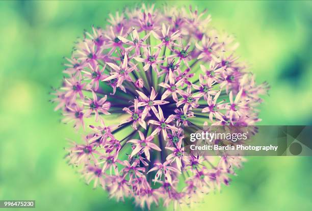 bel fiore - fiore stock pictures, royalty-free photos & images