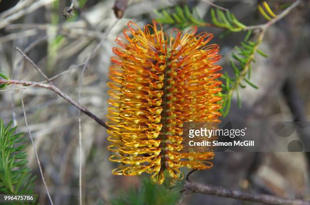 banksia in royal national park, new south wales, australia - banksia ストックフォトと画像