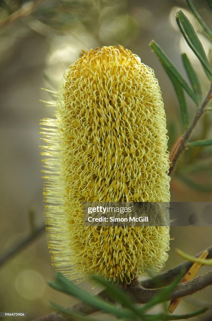 Yellow banksia in Royal National Park, New South Wales, Australia