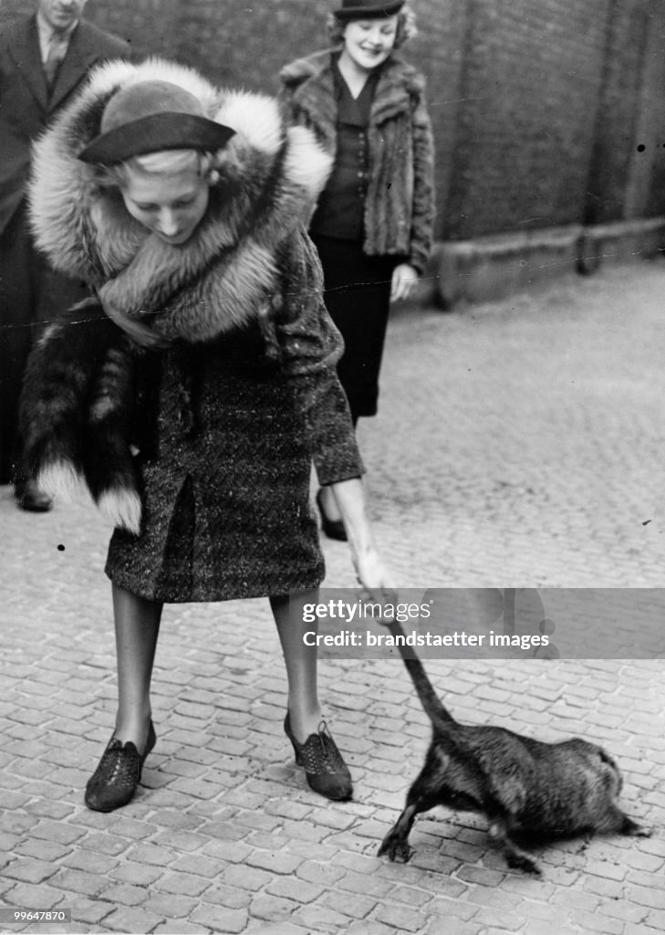 A Lady is pulling the tail of a nutria in order to prove its durability, at an exhibition of British fur farmers in London, 23. 11. 1938  (Photo by Austrian Archives (S)/Imagno/Getty Images)