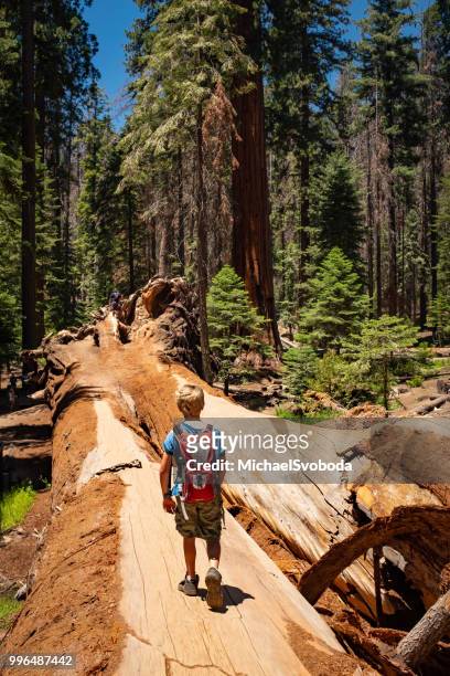 young boy walking on a giant sequoia tree - sequoia stock pictures, royalty-free photos & images