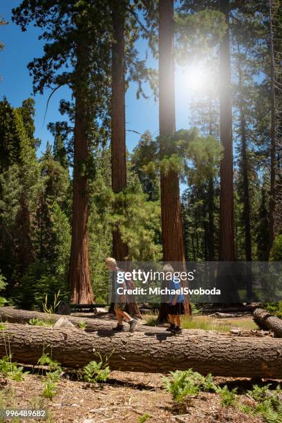 two young boys hiking amongst giant sequoia trees - sequoia stock pictures, royalty-free photos & images