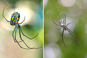 Two Focus Stacked Images of Venusta Orchard Spider Top and Bottom