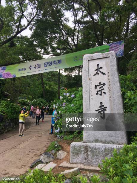 hydrangea festival taejongsa hydrangea cultural festival - july7th stock pictures, royalty-free photos & images