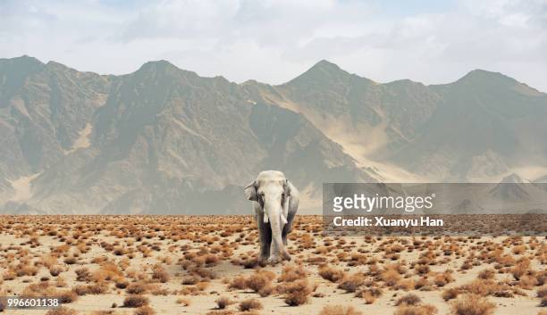 elephant in the desert - semi arid stock pictures, royalty-free photos & images
