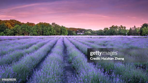 lavender fields - long island stock pictures, royalty-free photos & images