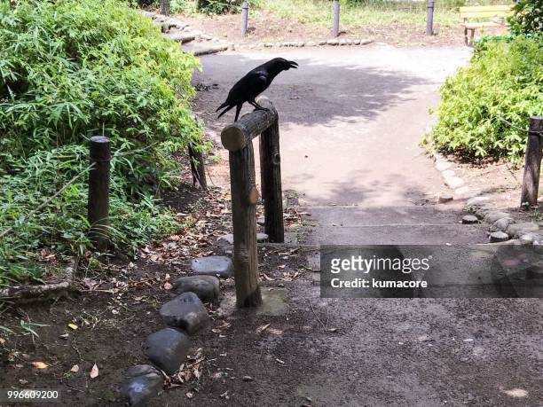 crow in the park - kumacore stock pictures, royalty-free photos & images