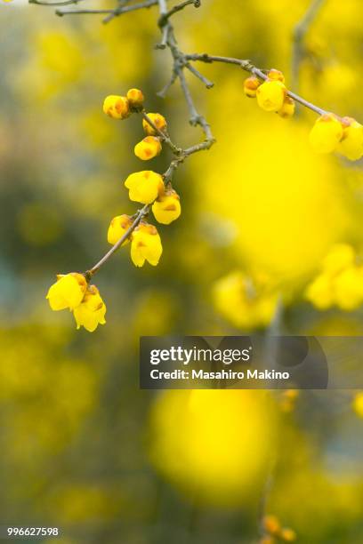 wintersweet flowers - allspice stock pictures, royalty-free photos & images