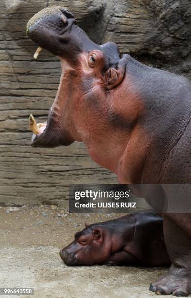 Baby hippo born on May 28 lies next to its mother Gina at the Guadalajara Zoo, in Guadalajara, Mexico, on July 11, 2018.