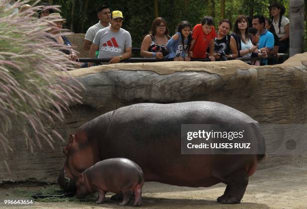 Visitors look at a baby hippo born on May 28 and its mother Gina at the Guadalajara Zoo, in Guadalajara, Mexico, on July 11, 2018.