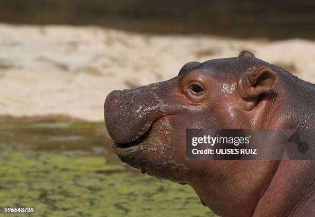 Baby hippo born on May 28 is seen at its enclosure at the Guadalajara Zoo, in Guadalajara, Mexico, on July 11, 2018.