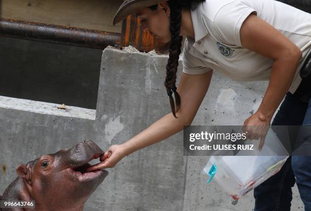 Baby hippo born on May 28 is fed by a vet at its enclosure at the Guadalajara Zoo, in Guadalajara, Mexico, on July 11, 2018.