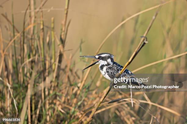 the song of the kingfisher - pied kingfisher ceryle rudis stock pictures, royalty-free photos & images