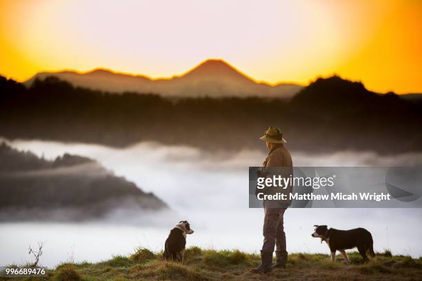 the blue duck lodge located in the whanganui national park is a working cattle farm with a focus on conservation. a cowboy and his dogs watch as the early morning fog floods the valley at sunrise. - farmer dawn stock pictures, royalty-free photos & images