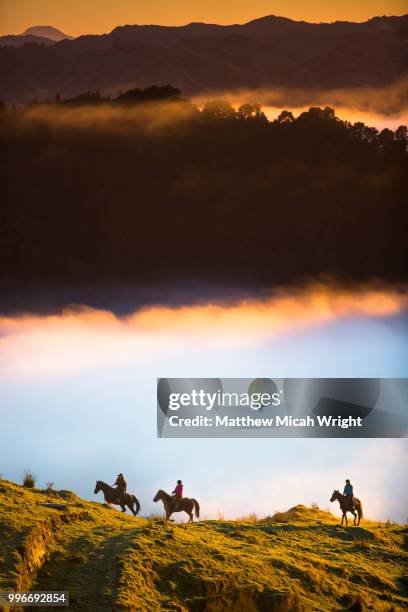 the blue duck lodge located in the whanganui national park is a working cattle farm with a focus on conservation. the early morning fog floods the valley at sunrise. a group of horse trekkers ride to the summit to catch the sunrise. - horse riding group stock pictures, royalty-free photos & images