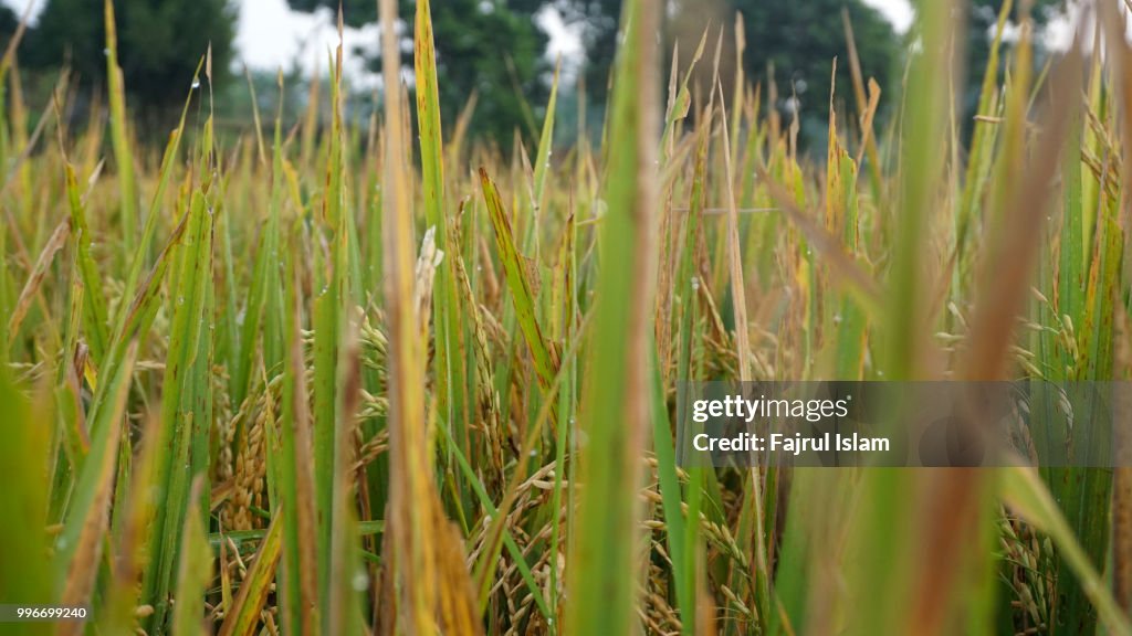 Rice Paddy Field