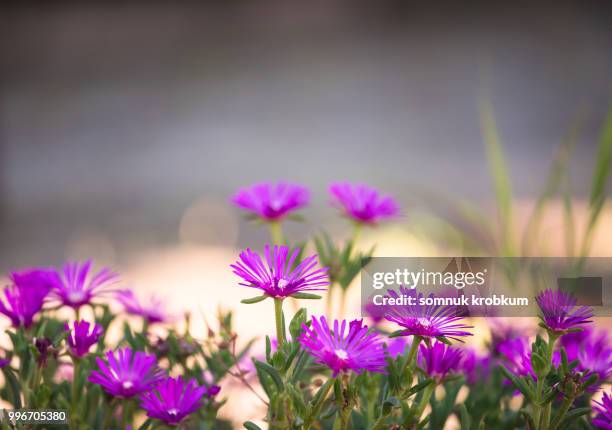 little purple grass flower in summer - somnuk krobkum stock-fotos und bilder