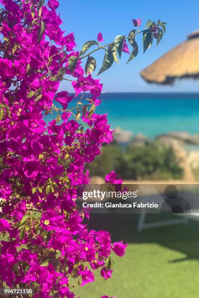 buganvillee and relax in sardinia - dinner to celebrate the launch of fabrizio viti cruise 18 collection back in love again stockfoto's en -beelden