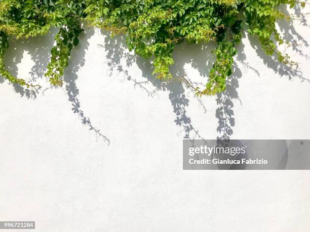 green leaves decorated white wall - leaf white background stock pictures, royalty-free photos & images