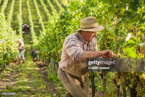 資深農夫檢查葡萄為收穫 - chardonnay grape 個照片及圖片檔
