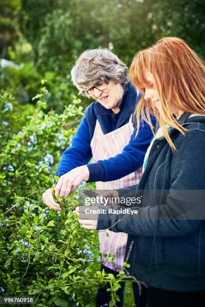 multi generatie tuinieren plezier - cephalon climbs above valeant takeover bid of 73 a share stockfoto's en -beelden