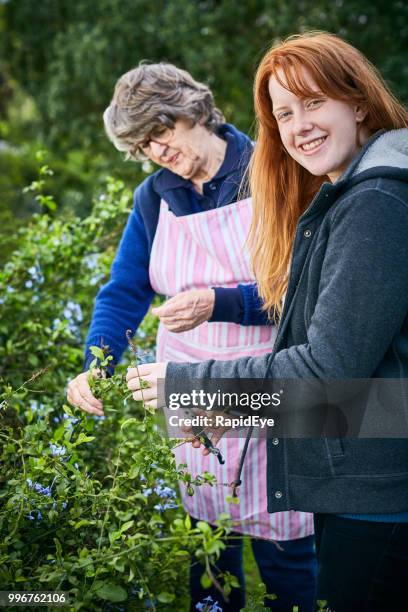 happy grandmother and granddaughter gardening together - plumbago stock pictures, royalty-free photos & images
