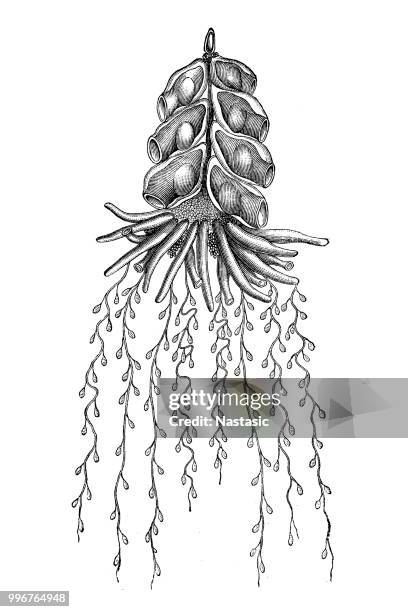 colony-jellyfish (physophora hydrostatica) - physophora hydrostatica stock illustrations