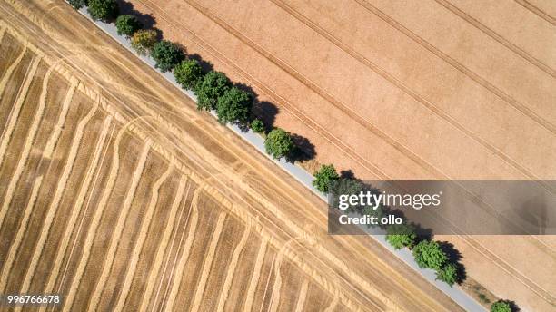 alley through wheat fields - field stubble stock pictures, royalty-free photos & images