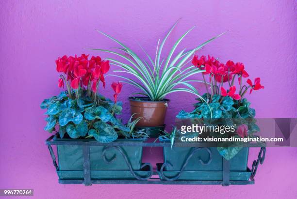 colourful house detail - flower pot island stock pictures, royalty-free photos & images