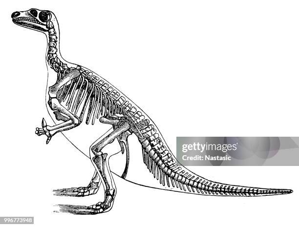 iguanodon - ornithischia stock illustrations