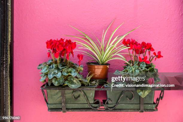 colourful house detail - flower pot island stock pictures, royalty-free photos & images