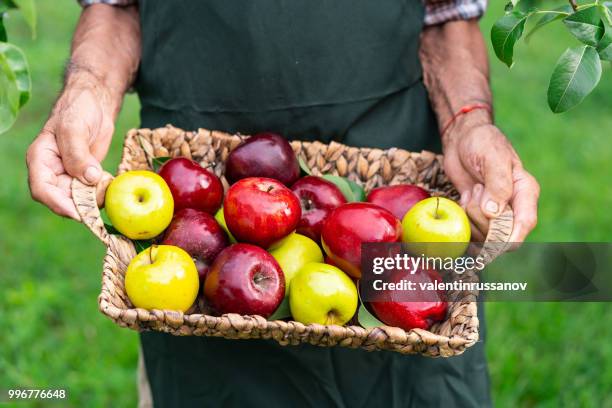 mature farmer holding basket with apples - water apples stock pictures, royalty-free photos & images