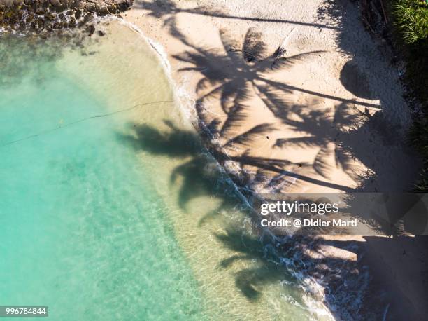straight down view of palm tree shadow on a beach in candidasa in north bali in indonesia. - didier marti stock pictures, royalty-free photos & images