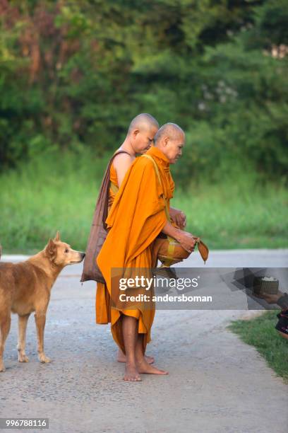 two monks in the streets early one morning with one dog thailand - saffron robes stock pictures, royalty-free photos & images