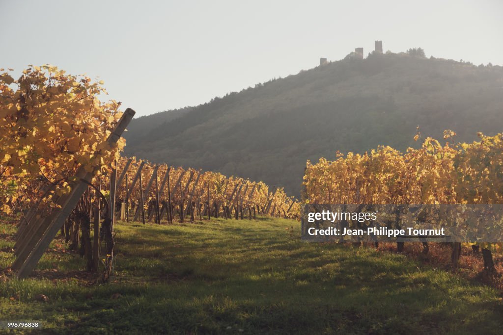 Enotourism in France - The old castles of Eguisheim above the vineyards of Alsace, near Colmar, France