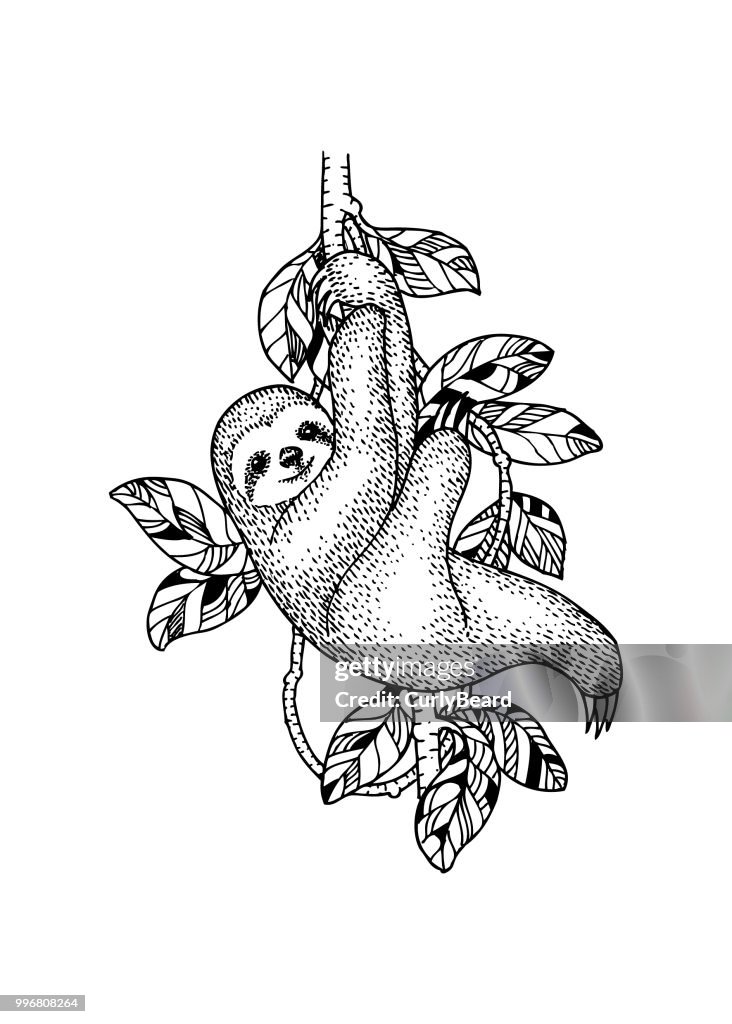 Sloth illustration