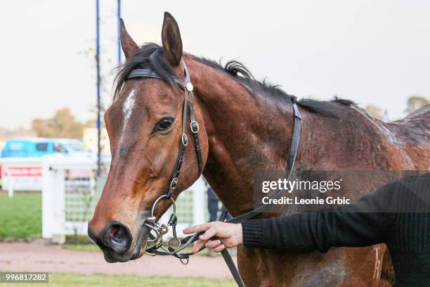 Rox The Castle after winning the Gippsland Funeral Services BM64 Handicap at Sale Racecourse on July 12, 2018 in Sale, Australia.