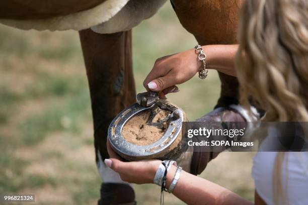 Participant seen taking care of a horse during the Great Yorkshire Show 2018 on day one. The Great Yorkshire Show is the biggest 3 days agricultural...